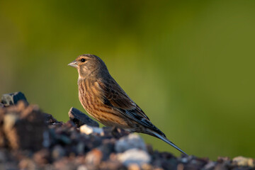 Fototapeta premium A male linnet sitting on the ground. Carduelis cannabina, linaria cannabina.