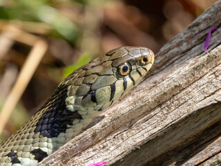 Grass Snake