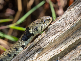 Grass Snake