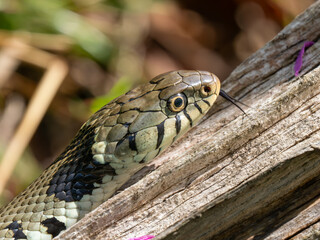 Grass Snake