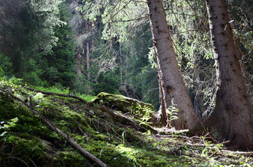 Forest of trees and sunbeams