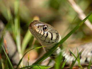 Close-up of Otter in the Grass