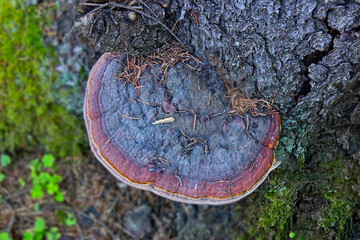 Fomitopsis pinicola, is a stem decay fungus common on softwood and hardwood trees. - obrazy, fototapety, plakaty