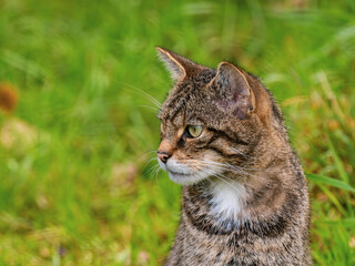 Naklejka na ściany i meble Close-up of Juvenile Scottish Wildcat