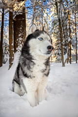 Siberian Husky dog in winer sunny forest, close-up portrait.