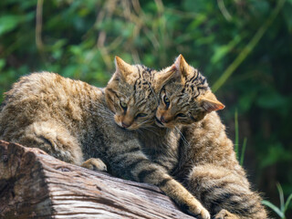 Obraz premium Scottish wildcat Mother and Kitten Playing