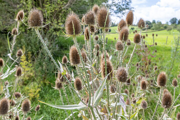 Wild Dipsacus or Teasel plants with their dried flowers, valley plain with wild green grass and...