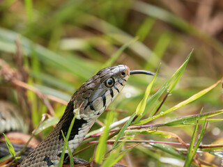 Grass Snake