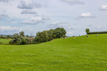 Fototapeta na wymiar Plain with green grass in Dutch livestock agricultural landscape, herd of cows grazing and leafy trees in background against cloud covered sky, sunny day in Epen, South Limburg, Netherlands