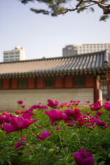 Fototapeta na wymiar Pink flowers with traditional korean house in the background