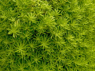 Green moss background. Close-up of green moss texture. Top view.