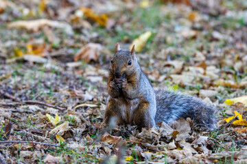 A squirrel foraging for nuts during the autumn season.   