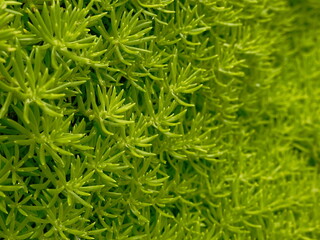Green moss background. Close-up of green moss texture. Top view.