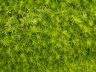 Green moss background. Close-up of green moss texture. Top view.