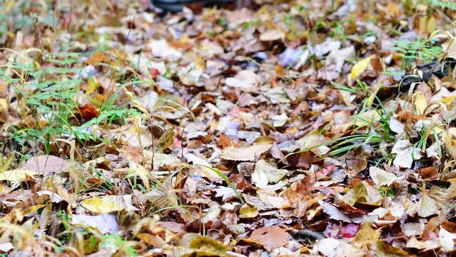 DLX hiking shoeas fall leafs