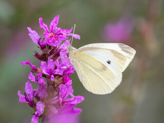 Small White Butterfly feeding on a Flower