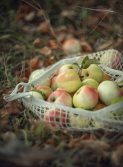 Photo of a bag with rustic apples.