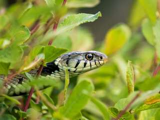 Grass Snake