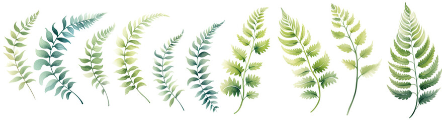 watercolor fern leaves illustration transparent background, PNG. - obrazy, fototapety, plakaty