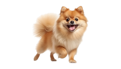 happy pomeranian dog portrait isolated on transparent background cutout