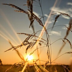 sunset in a field
