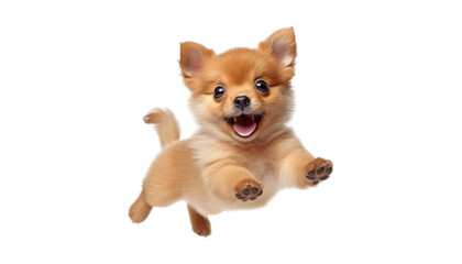 happy jumping pomeranian puppy isolated on transparent background cutout