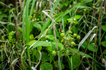 green plant growing in the park