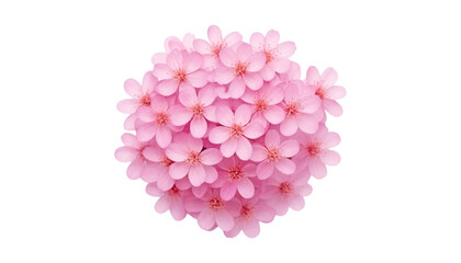 Obraz premium pink carnation flower isolated on transparent background cutout