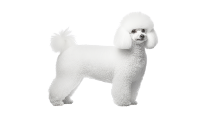 white poodle puppy isolated on transparent background cutout