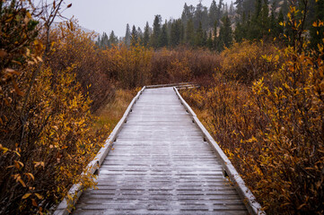 Fototapeta na wymiar wooden bridge in autumn forest