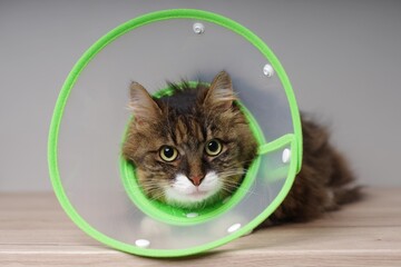 Cute maine coon cat with a pet cone looking anxious to the camera.
