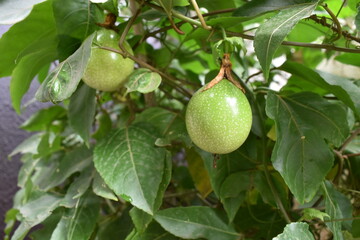 Green passion fruit on plant , Pune India