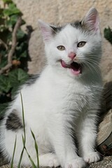 Obraz premium Cute young bicolor, but mostly white crossbreed garden kitten licking his mouth with his long tongue after some good meal, looking forward. Autumn daylight sunshine, some common ivy plants on wall. 