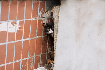 A beautiful lonely homeless cat looks out, hides from fear in the crack of a Ukrainian destroyed building in ruins. Photography, portrait of an animal.