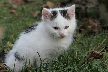 Portrait of adorable bicolor male fluffy kitten sitting in autumn garden lawn, looking forward. 