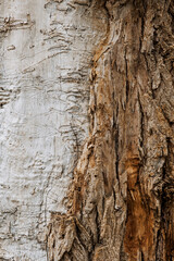 Background, texture of the peeled, uneven surface of an old tree with bark with a pattern. Close-up photography, abstraction.