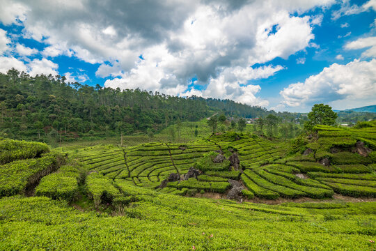 Rancabali Tea Plantation near Bandung in West Java, Indonesia..