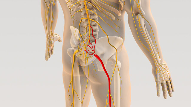 Sciatica spine and nerve pain medical concept	
