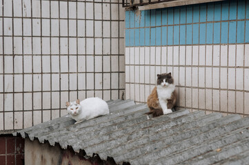 Two homeless cats are sitting on the roof of a building outdoors. Photography, portrait of an animal.
