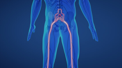 Sciatic nerve pain in lower back	
