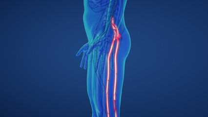 Sciatic nerve pain in lower back	
