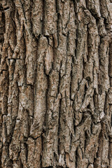 Background, texture of the bark of a brown tree in the forest. Nature photography, abstraction, close-up.