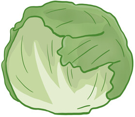 green cabbage illustration