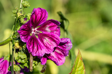 Eine lila Stockrose Alcea rosea in einem Bauerngarten nach einem Regen im Sonnenschein