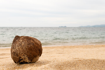 Fototapeta na wymiar Coconut on sandy beach with blue sea and blue sky background.