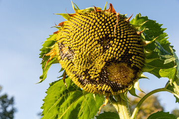 Eine reife Sonnenblume in einem Bauerngarten im herbstlichen Sonnenlicht