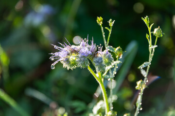 Phacelia tanacetifolia, Rainfarn-Phazelie, auch Büschelschön, Rainfarnblättrige Phazelie, Büschelblume oder Bienenfreund genannt