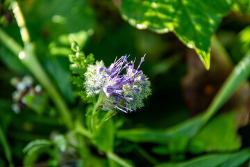 Phacelia tanacetifolia, Rainfarn-Phazelie, auch Büschelschön, Rainfarnblättrige Phazelie, Büschelblume oder Bienenfreund genannt