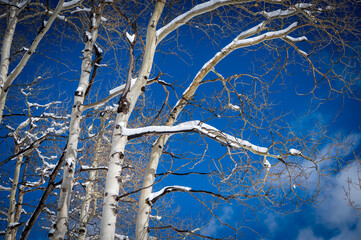 snow covered branches - obrazy, fototapety, plakaty