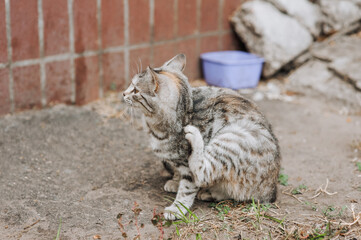 Beautiful little gray tabby cat scratches itself while sitting outside outdoors. Animal photography, portrait.